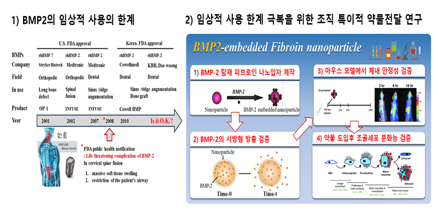 1) BMP2의 임상적 사용의 한계, 02) 임상적 사용 한계 극복을 위한 조직 특이적 약물전달 연구