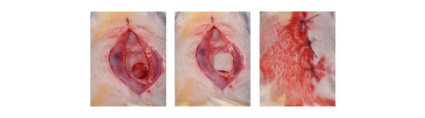 2) Calvarial defect model